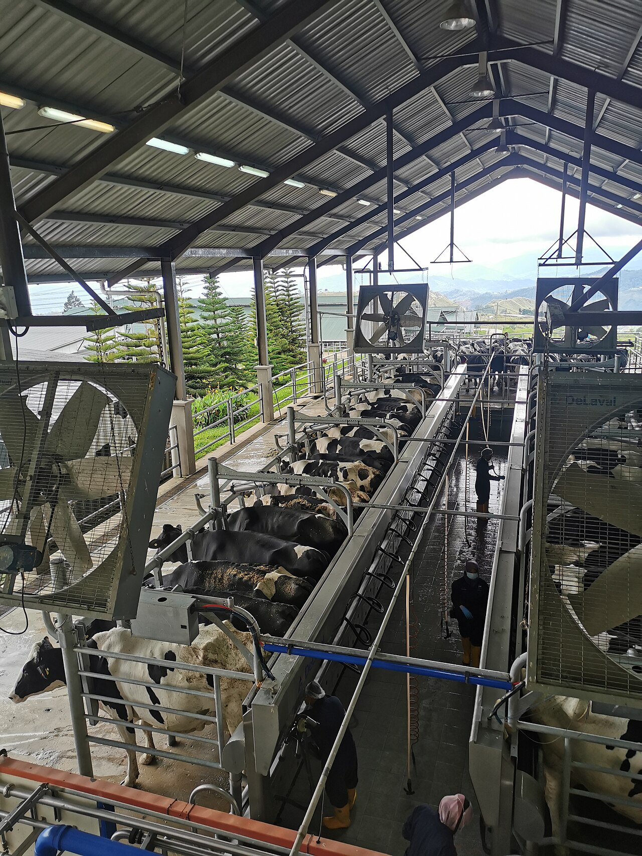Dairy Farm Worker Jobs in Poland